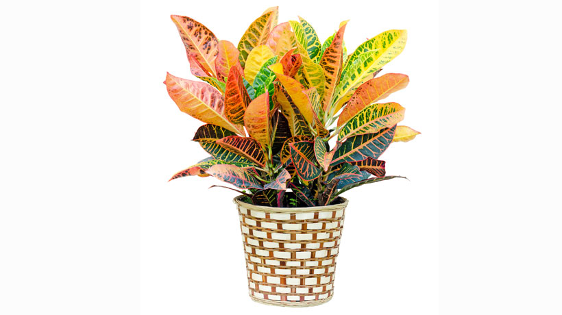 Plantas e Flores dentro de casa e o Feng Shui