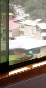 tangará_2