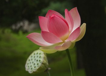 Feng Shui: como harmonizar o lado da Saúde e atrair suas excelentes vibrações?