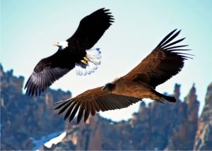 Águia e Condor Representam a sabedoria do H. Norte e Sul unidas
