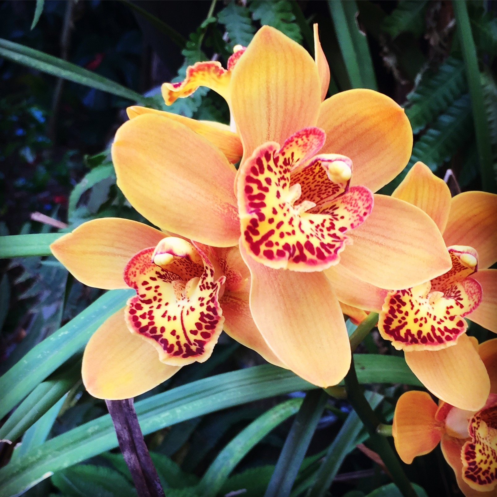 Orquídeas fortalecem o lado feminino e a harmonia