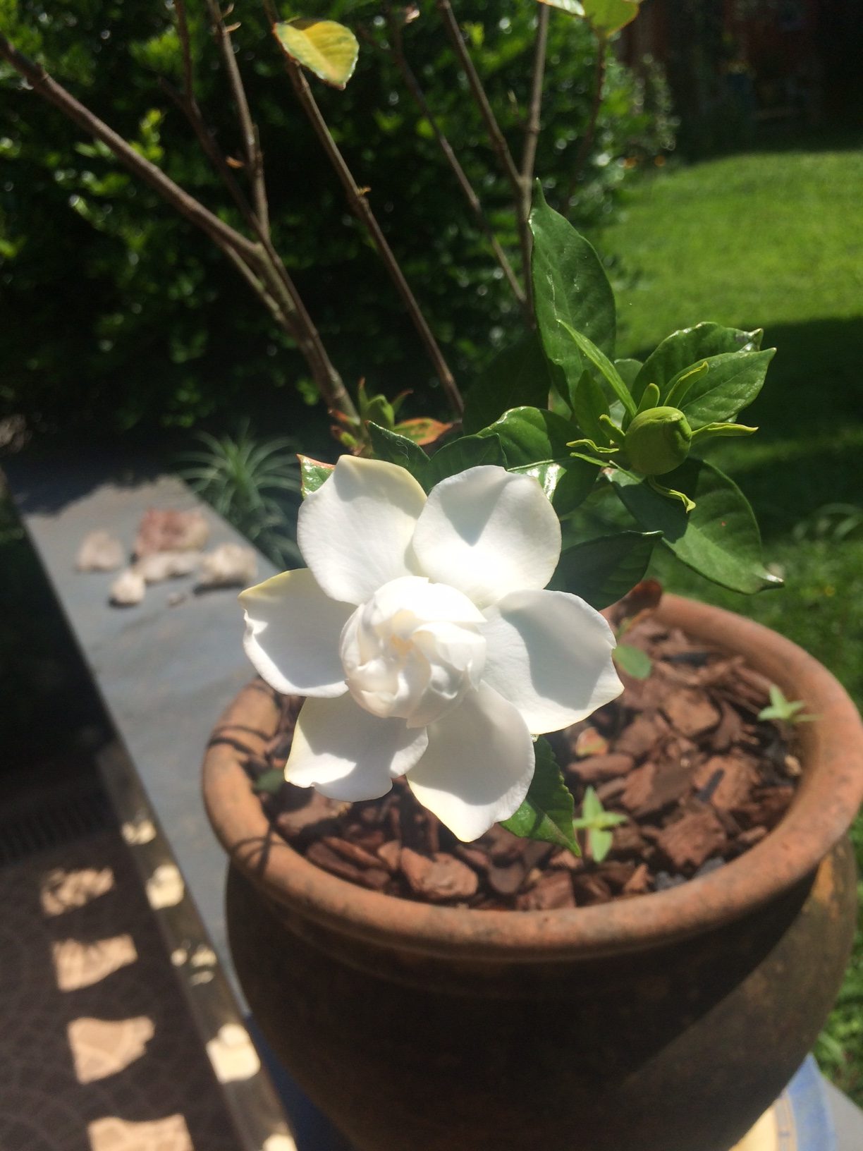 Feng Shui – dicas para criar um jardim ideal