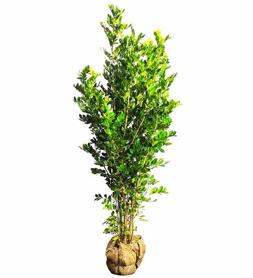Coloque essas plantas na varanda: elas filtram as energias que entram em seu apto