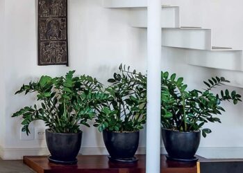 Zamioculca: onde colocar?