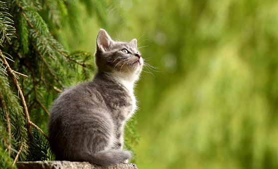 Gato, uma energia de transmutação